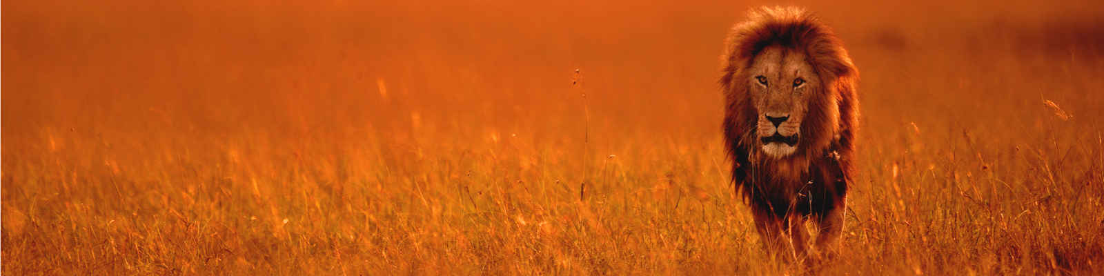 Uganda Wildlife Safari Tours