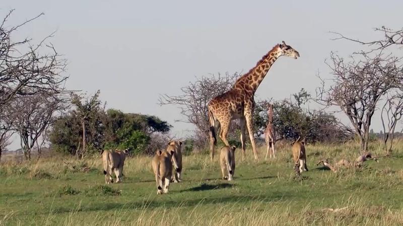 8 Days Tanzania Wildlife Camping and Lodge Safari