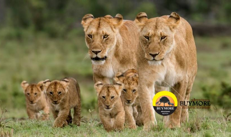 Kenya Lodge Safaris: Familiarizes You With Kenya For A Remarkable And Iconic Experience