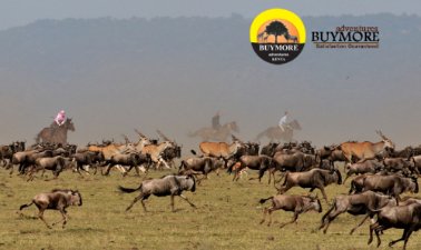 Exploring the Marvels: Migration Safari in Masai Mara