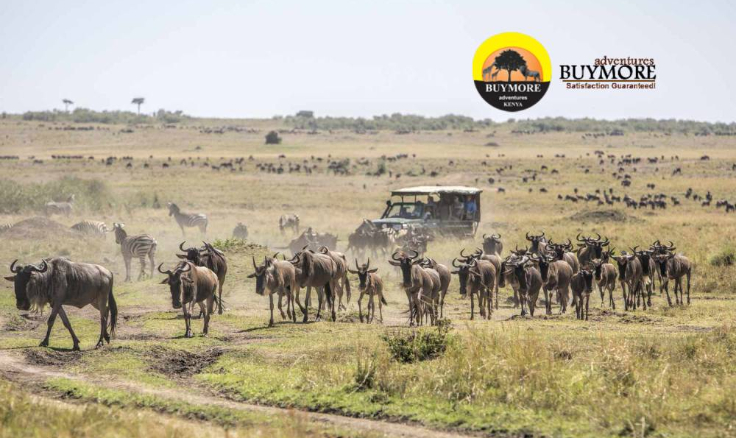 The Thrill on a Budget: Unveiling the Enjoyment of a Budget Safari in Masai Mara
