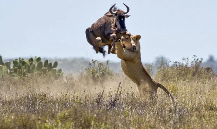 Masai Mara: Why It Is A Perfect Budget Safari Destination
