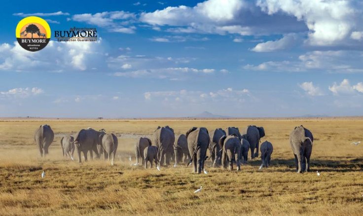 Masai Mara vs. Amboseli: Which Park You Should Visit on Your Kenya Safari?