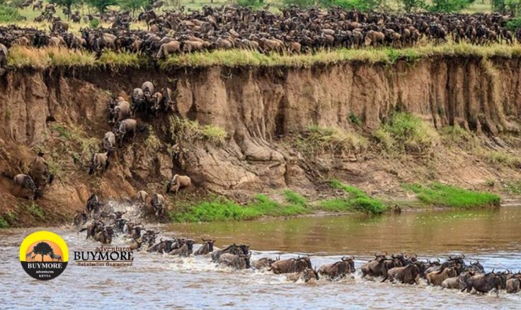 Migration Safari