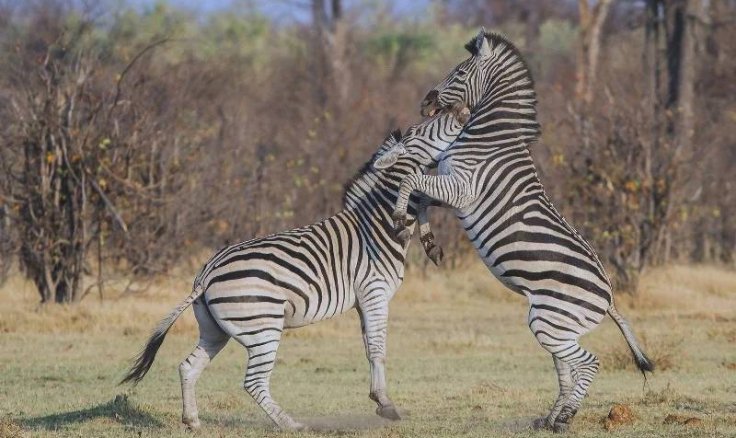 What’s the Most Affordable Way to Discover Kenya’s Iconic Wildlife?