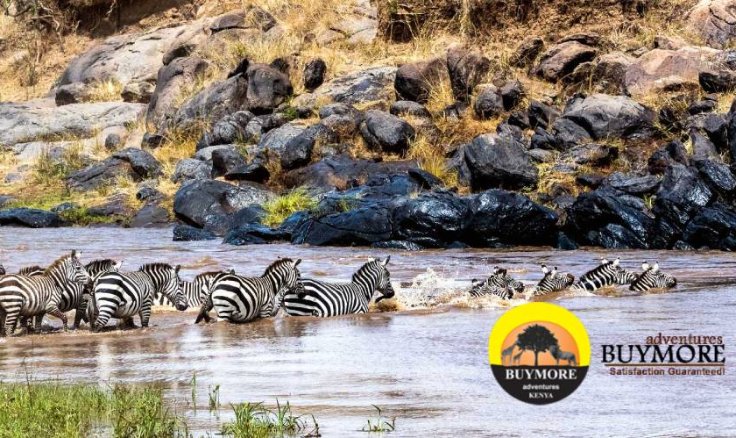 What to Expect During the Wildebeest Crossing in Masai Mara?