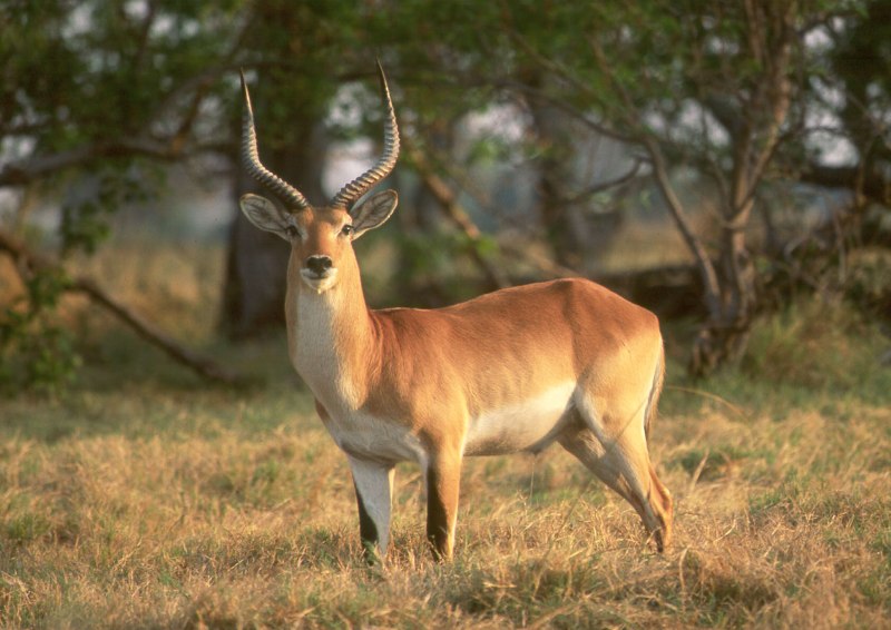 Nairobi Wildlife Viewing Safari Tour
