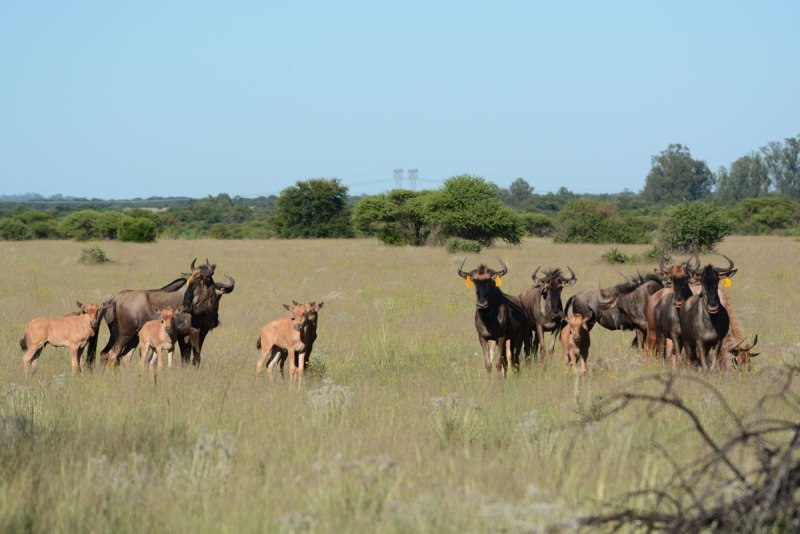 4 Days Masai Mara Wildlife & Cultural Safari