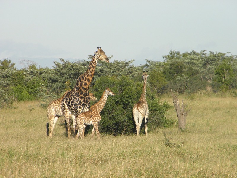 4-Day Loita Walking Safarii