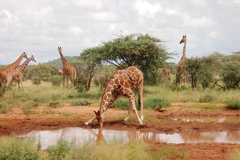 7 Days Wildlife & Cultural Luxury Safari