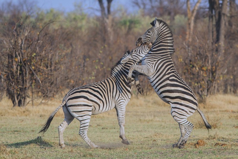 4 Days Masai Mara Wildlife & Cultural Safari