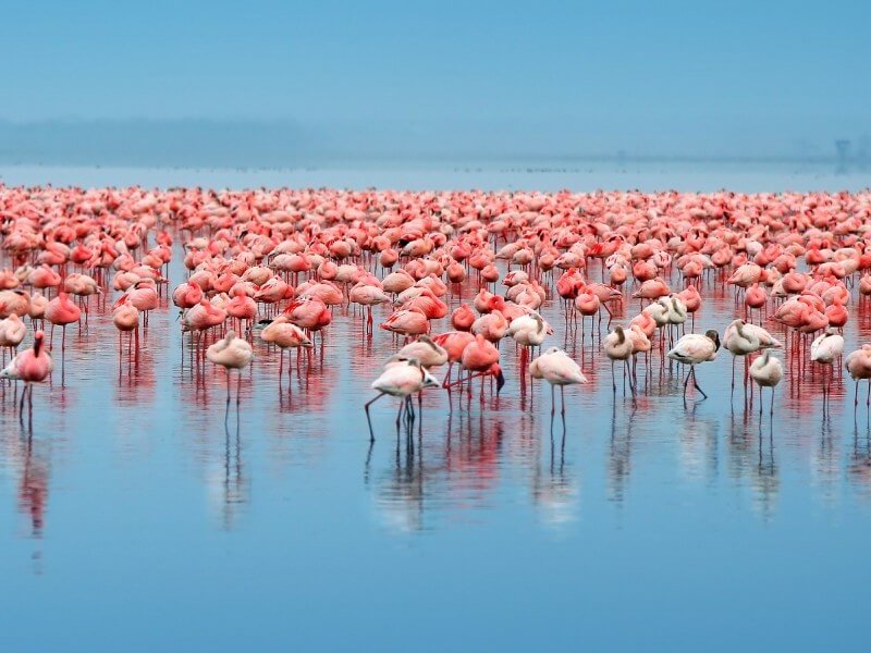 Lake Nakuru Photographers and Ornithological Boat Safari Tour Package