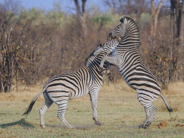 Nairobi Safari Walk Tour