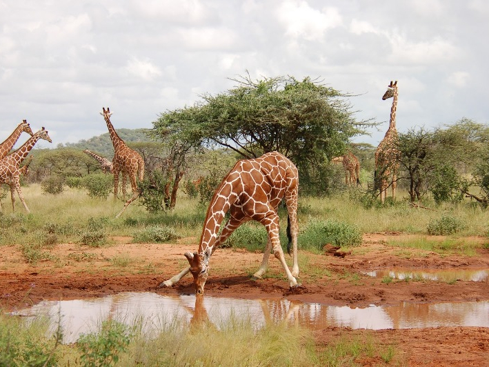 8 Days Kenya Wilderness Luxury Camp and Lodge Safari