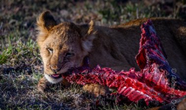 Nairobi Wildlife Viewing Safari Tour