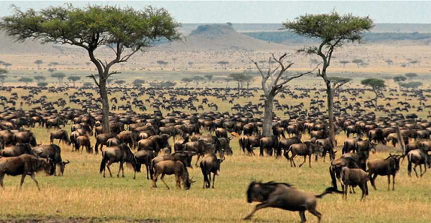 Kenya Safaritour 2019 2020