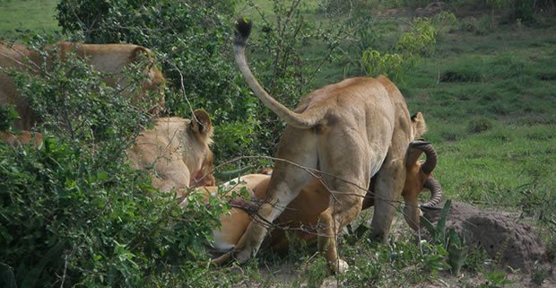 Kenya Safaritour 2019 2020